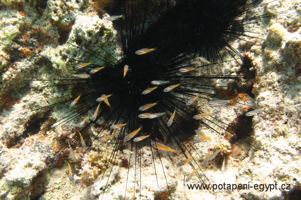 Hurghada, Sahva Abu Galava - Pyskoun a murna ed /Wrasse and Peppered moray