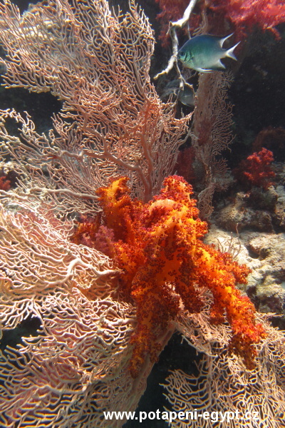 Hurghada, Sahva Abu Galava - Rohovitka / Gorgonia