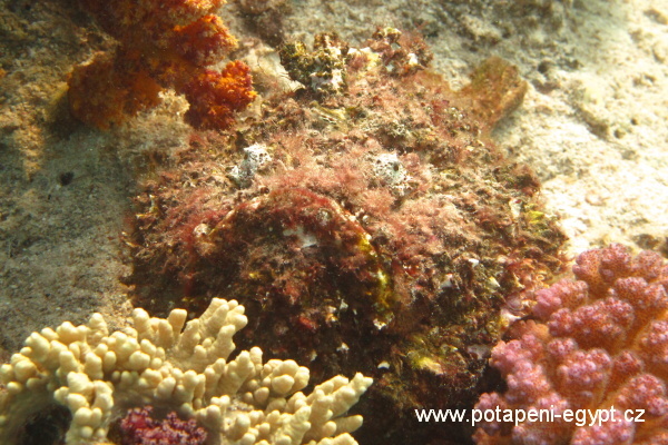 Hurghada, Marsaa Abu Galava - Odranec prav / Stonefish