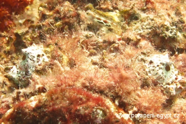 Hurghada, Marsaa Abu Galava - Odranec prav / Stonefish