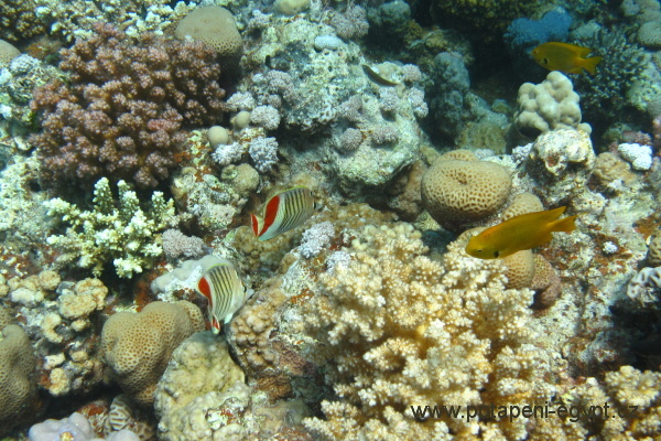 Hurghada, Gota Abu Ramada East - Ropunice / Scorpionfish