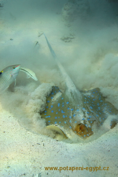 Hurghada, Gota Abu Ramada East - Ropunice / Scorpionfish