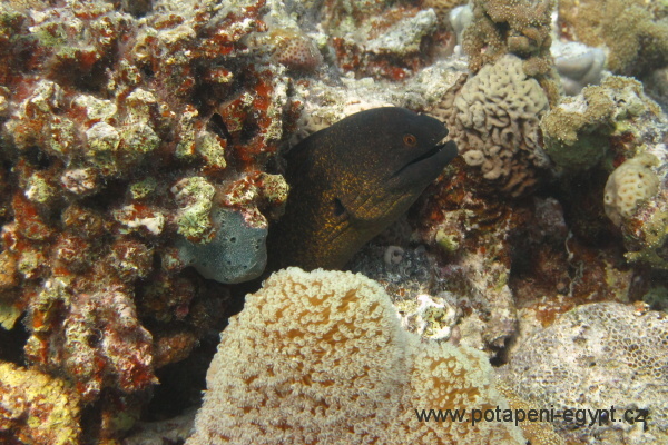 Hurghada, Gota Abu Ramada East - Klipka rudoskvrnn / Redback butterflyfish