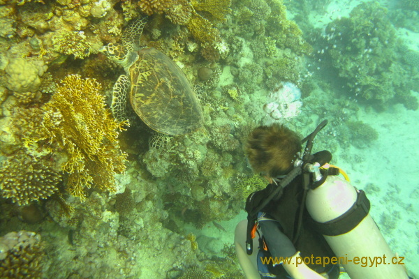 Hurghada, Gota Abu Ramada West - Trnucha modroskvrnn / Bluespotted stingray