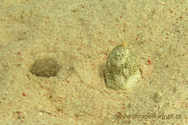 Hurghada, Gota Abu Ramada West - Kareta prav / Sea Turtle