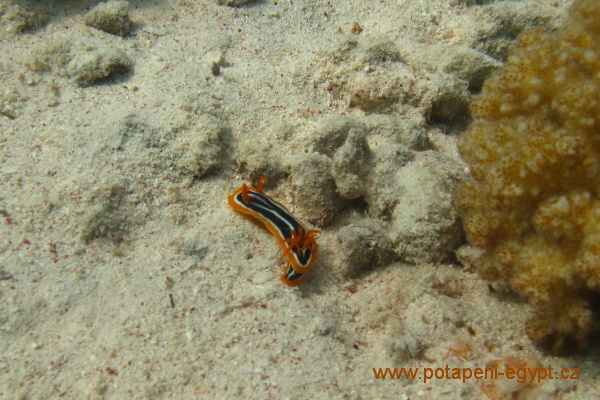 Hurghada, Sahva Abu Galawa - Ropunice elskᠲx/ Devil scorpionfish 2x